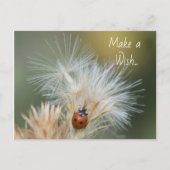 Ladybug Wish Postcard Postkarte (Vorderseite)