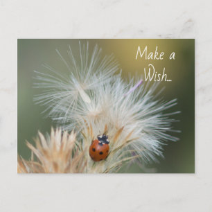 Ladybug Wish Postcard Postkarte