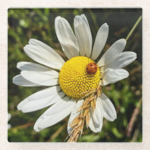 Ladybug zu Daisy Glasuntersetzer