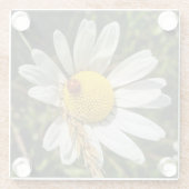 Ladybug zu Daisy Glasuntersetzer (Rückseite)