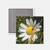 Ladybug zu Daisy Magnet (Vorderseite/Rückseite)