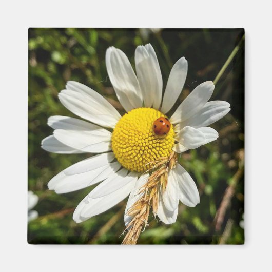 Ladybug zu Daisy Magnet (Vorne)