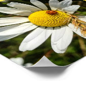 Ladybug zu Daisy Poster (Ecke)