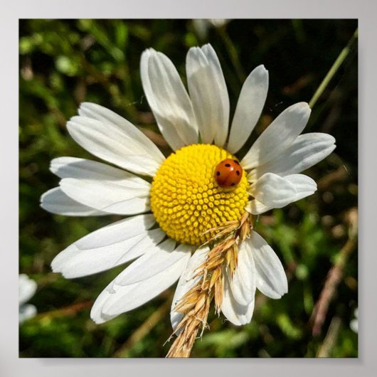 Ladybug zu Daisy Poster (Vorne)