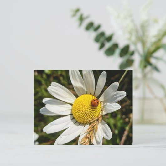 Ladybug zu Daisy Postkarte (Stehend Vorderseite)