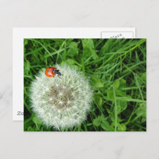 Ladybug zu Dandelion Postkarte (Vorne/Hinten)