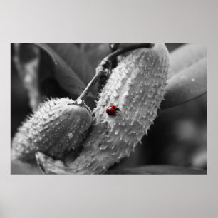 Ladybug zu Milkweed Poster