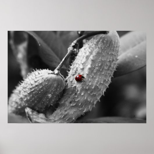 Ladybug zu Milkweed Poster (Vorne)