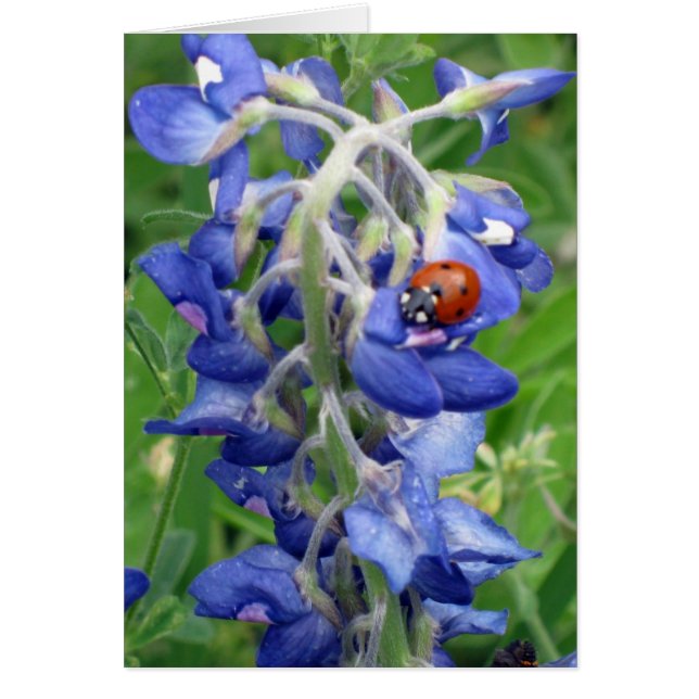 Ladybug zu Texas Bluebonnet (Vorne)