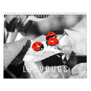 Ladybugs [1] Mauerkalender Kalender