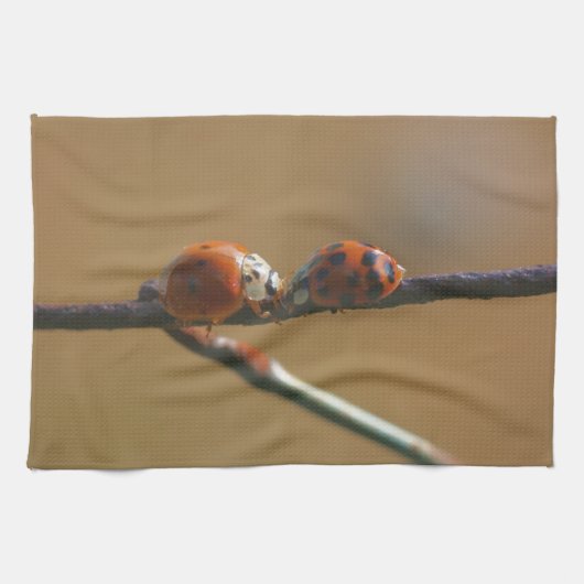 Ladybugs auf einen Drahtzaun zu küssen, Nah Geschirrtuch (Horizontal)