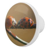 Ladybugs auf einen Drahtzaun zu küssen, Nah Keramikknauf (Rechts)