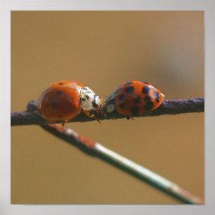 Ladybugs auf einen Drahtzaun zu küssen, Nah Poster
