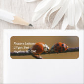 Ladybugs auf einer Drahtzaun-Naturadresse küssen (Insitu)