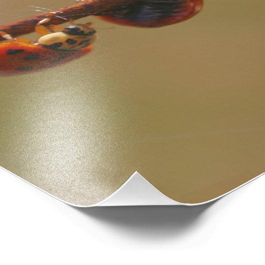 Ladybugs Balancing Nah 8 x 8 Fotodruck (Ecke)