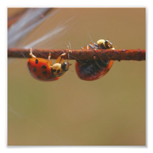 Ladybugs Balancing Nah 8 x 8 Fotodruck (Vorne)