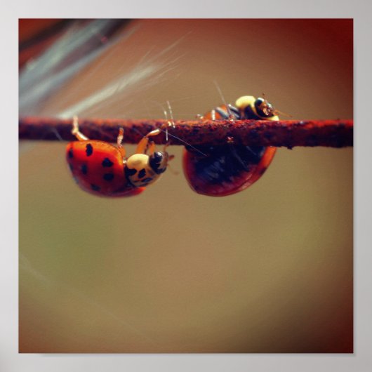 Ladybugs Balancing Nah Up Poster (Vorne)