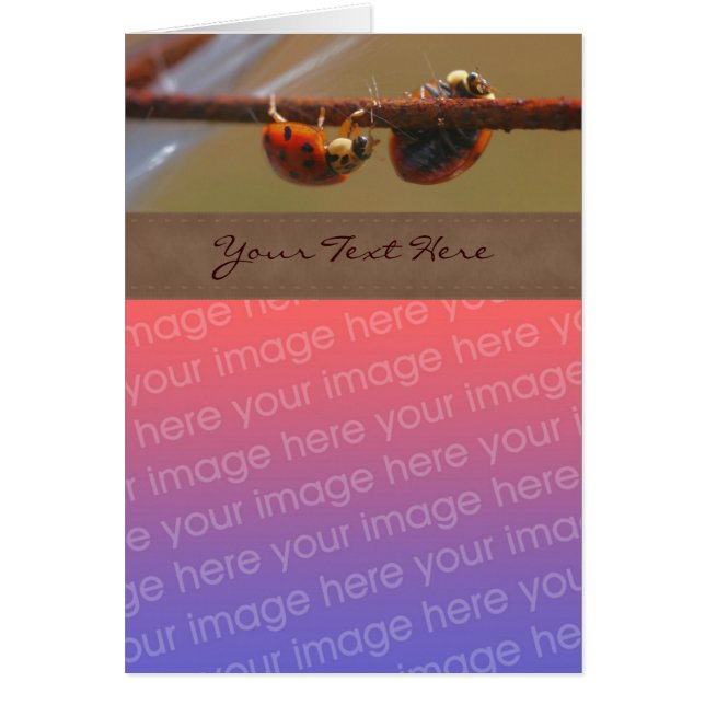 Ladybugs Balancing Natur Ihr Foto (Vorne)