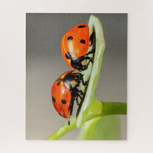 Ladybugs Beetles Jigsaw Puzzle (Vertikal)