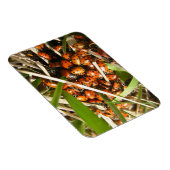 Ladybugs (Coccinellidae) Magnet (Rechte Seite)