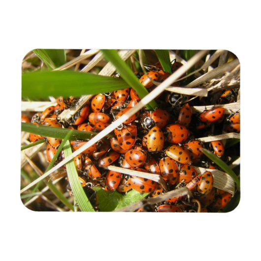 Ladybugs (Coccinellidae) Magnet (Horizontal)