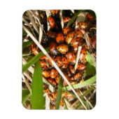 Ladybugs (Coccinellidae) Magnet (Vertikal)