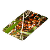 Ladybugs (Coccinellidae) Magnet (Linke Seite)