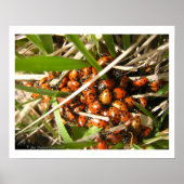 Ladybugs (Coccinellidae) Poster (Vorne)