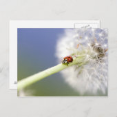 Ladybugs & Dandelion Postkarte (Vorne/Hinten)