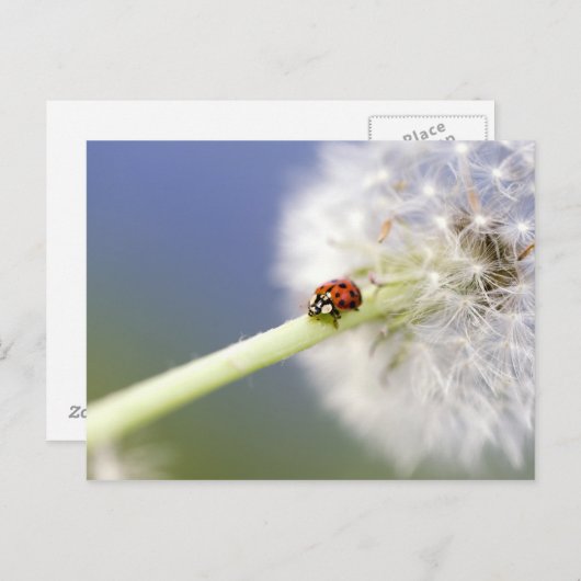 Ladybugs & Dandelion Postkarte (Vorne/Hinten)