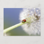 Ladybugs & Dandelion Postkarte (Vorderseite)