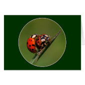 Ladybugs in Liebe (Vorderseite (Horizontal))