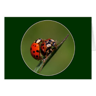 Ladybugs in Liebe