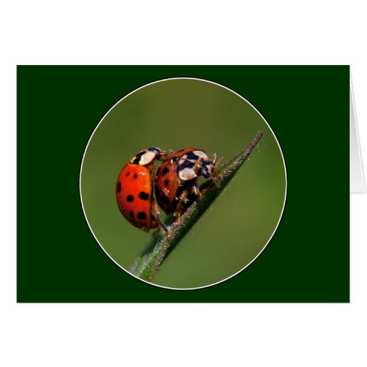 Ladybugs in Liebe (Vorderseite (Horizontal))
