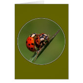 Ladybugs in Liebe (Vorne)