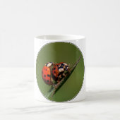 Ladybugs in Liebe Kaffeetasse (Mittel)