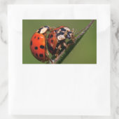 Ladybugs in Liebe Rechteckiger Aufkleber (Tasche)