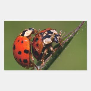 Ladybugs in Liebe Rechteckiger Aufkleber