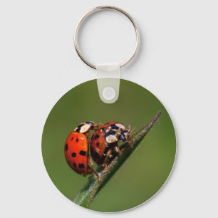 Ladybugs in Liebe Schlüsselanhänger