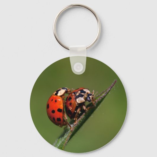 Ladybugs in Liebe Schlüsselanhänger (Vorderseite)