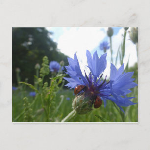 Ladybugs Meeting auf Cornflower DIY Postcard Postkarte