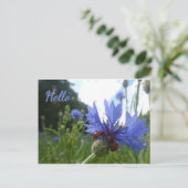 Ladybugs Meeting zu Cornflower HELLO Postcard Postkarte (Stehend Vorderseite)
