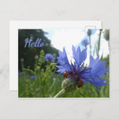 Ladybugs Meeting zu Cornflower HELLO Postcard Postkarte (Vorne/Hinten)