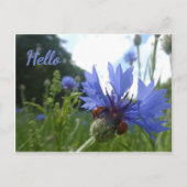 Ladybugs Meeting zu Cornflower HELLO Postcard Postkarte (Vorderseite)
