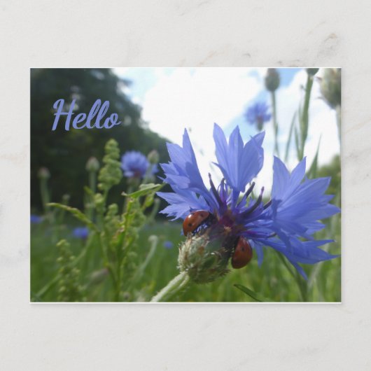 Ladybugs Meeting zu Cornflower HELLO Postcard Postkarte (Vorderseite)