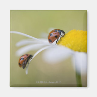 Ladybugs on a oxeye daisy, Biei, Hokkaido Magnet