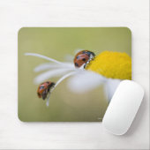 Ladybugs on a oxeye daisy, Biei, Hokkaido Mousepad (Mit Mouse)