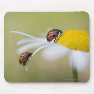 Ladybugs on a oxeye daisy, Biei, Hokkaido Mousepad