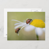 Ladybugs on a oxeye daisy, Biei, Hokkaido Postkarte (Vorne/Hinten)
