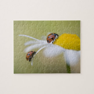 Ladybugs on a oxeye daisy, Biei, Hokkaido Puzzle